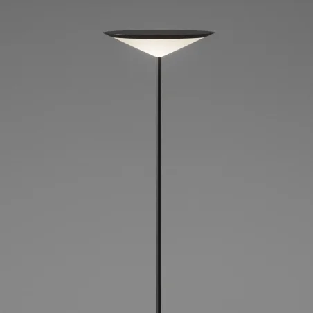 Narciso