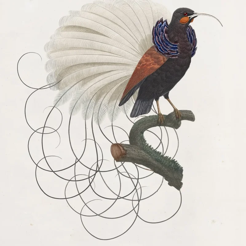 Calligraphy Bird – Moooi Carpets at Mesmetric