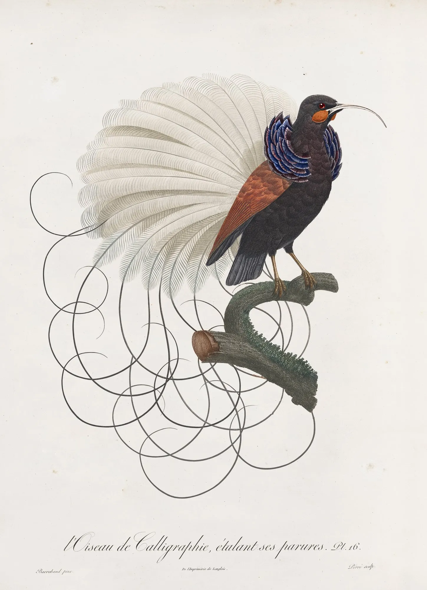 Calligraphy Bird – Moooi Carpets at Mesmetric