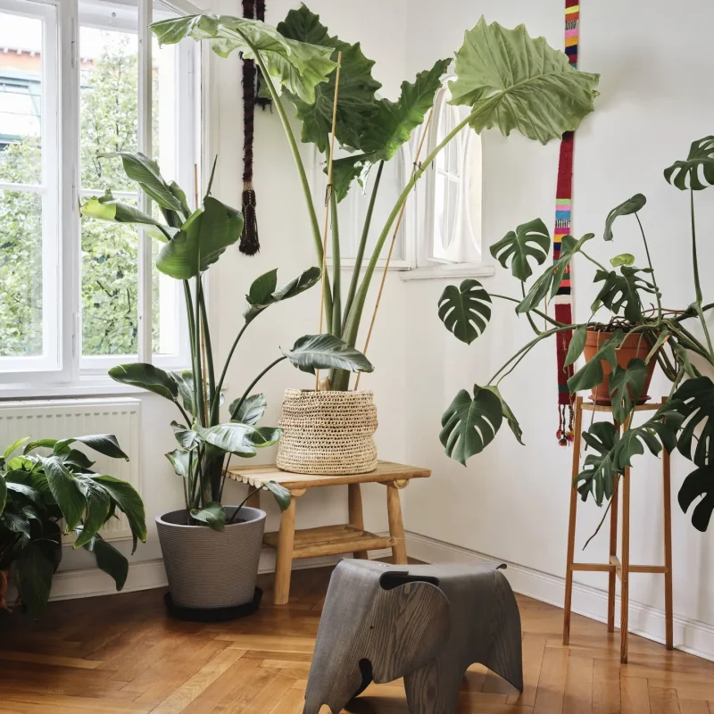 Eames Elephant