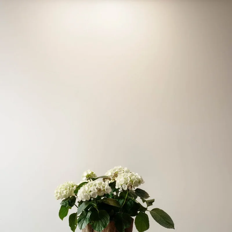Ghost Built-In - OLEV w Mesmetric